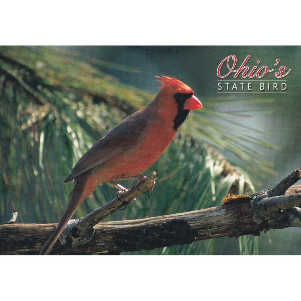 Ohio State Bird Cardinal Postcard Red Wildlife Nature Scenic Unposted